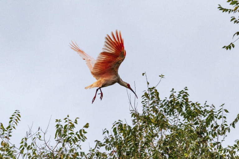 Biodiversity enhanced in China’s Qinling Mountains