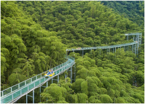 China’s bamboo industry contributes to global green development