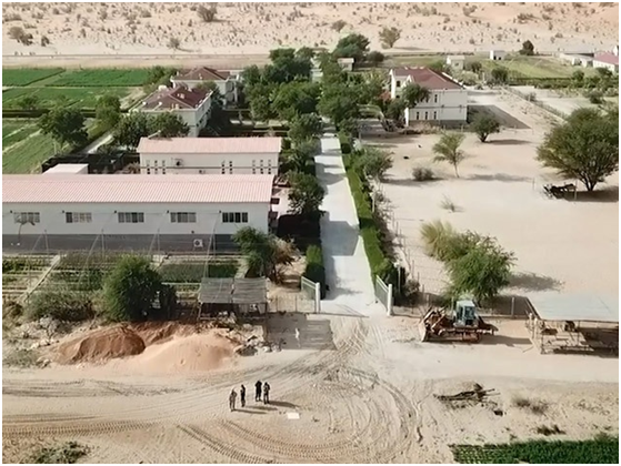 China’s “king of forages” paves way to prosperity for Mauritanian herdsmen
