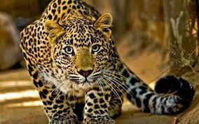 China sees fruitful achievements in protection of Siberian tigers, Amur leopards