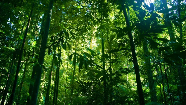 China launches first terrestrial ecosystem carbon monitoring satellite