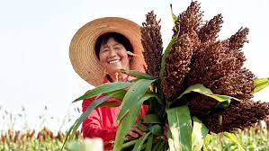 Bumper harvests bring big smiles to farmers across China