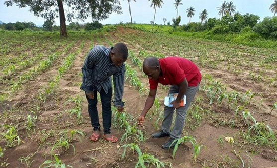 China brings new hopes to Tanzanian villagers through maize-corn intercropping program