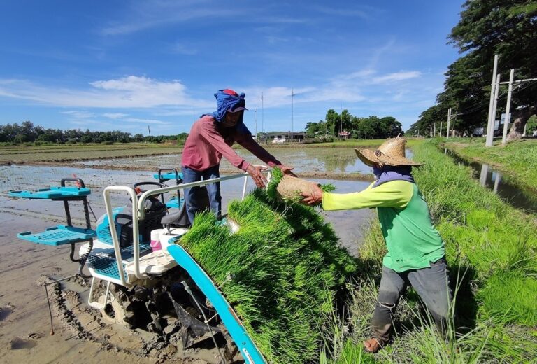 Chinese hybrid rice technologies contribute to Philippines’ agricultural development