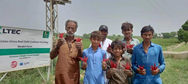 Chinese chili planting program leads Pakistani farmers to prosperity