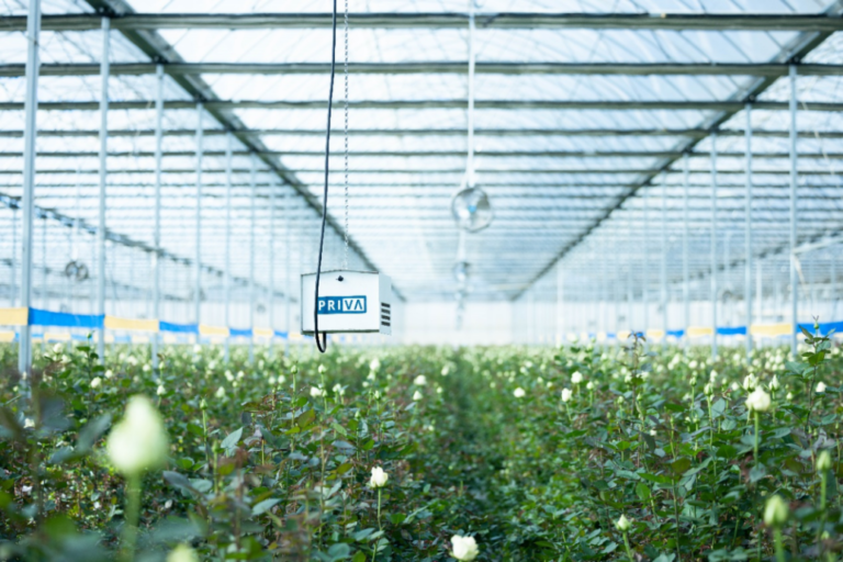 Technologies powering cut flower industry in China’s Yunnan