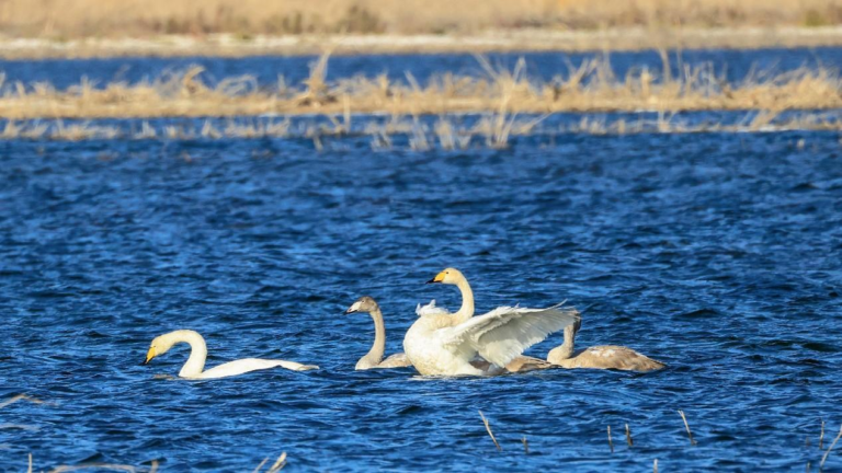 Xinjiang takes measures to strengthen sustainable use of water resources