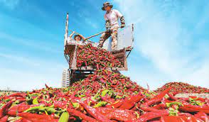 Chili pepper industry thrives in China