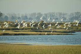 Yancheng in E China’s Jiangsu makes innovation in wetland conservation