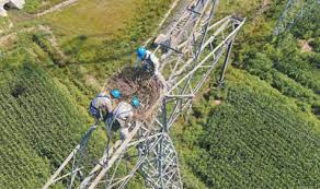 China makes efforts to ensure power grid safety while protecting birds