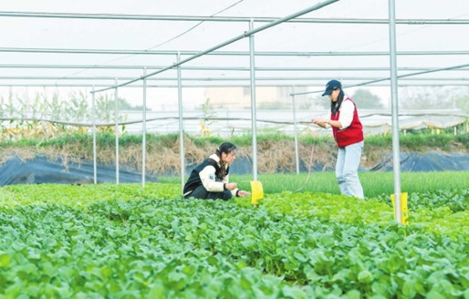 “Science and technology backyards” contributes to agricultural, rural development