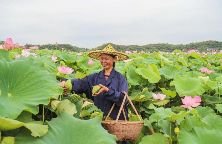 Space lotus leads county in China’s Jiangxi to prosperity