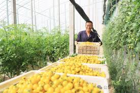 Agricultural technologies contribute to tomato planting in Shouguang, “China’s Hometown of Vegetables”