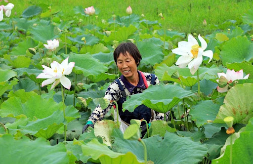 China makes big strides in space breeding