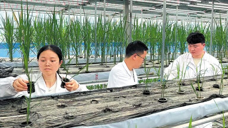 Chinese scientists succeed in speed rice breeding in desert greenhouses
