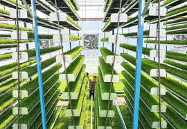 Fujian builds diverse food supply system with all-encompassing approach to food