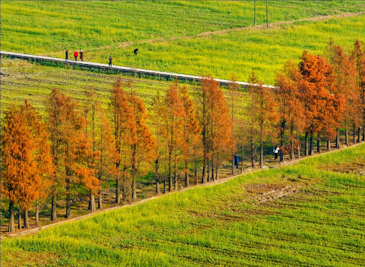 Ecological conservation efforts yield fruitful outcomes in Qinghai, China