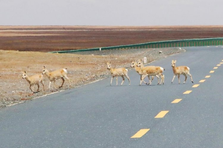 Ecology well protected along Qinghai-Xizang Railway, Highway