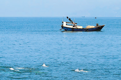 Workers safeguard Chinese white dolphin habitat during Shenzhen-Zhongshan link construction