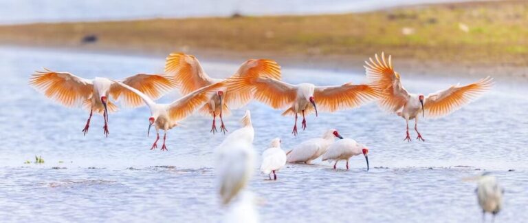 To jointly advance the conservation of ‘birds of good fortune’