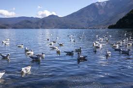 China works to better protect global bird migration routes
