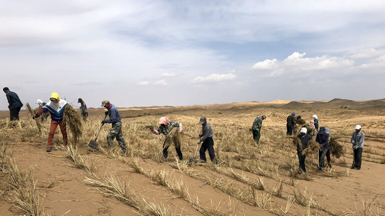 Progress made in desertification control along Yellow River