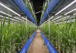 NW China’s Hotan, Xinjiang explores key technologies for speed breeding