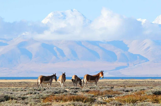Xizang keeps enhancing efforts in ecological conservation, restoration