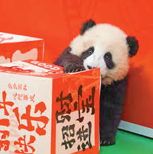 Giant pandas a golden signboard of Sichuan’s ecotourism