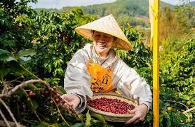 From Yunnan to the world: how China’s coffee is rising on the global stage