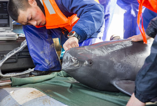Yangtze porpoise growth reflects river conservation success in China