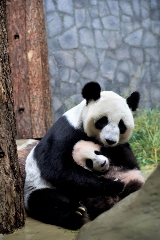 At Moscow Zoo, a panda family charms crowds and symbolizes China-Russia friendship