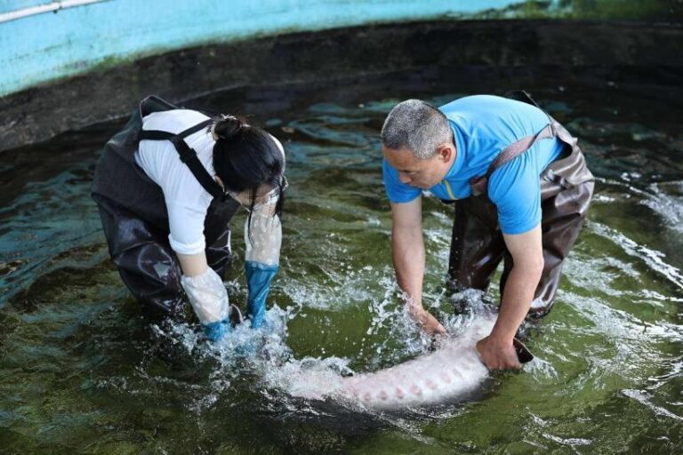 Biodiversity continues to recover in Yangtze river as fishing ban reaches fifth year