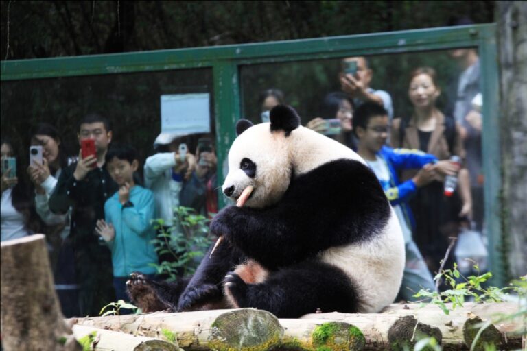 Nanjing’s Hongshan ForestZoo reinvents itself as a model of modern zoological experience