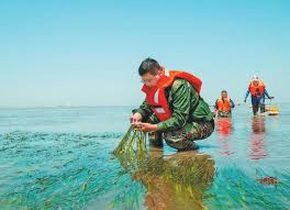 Coastal city in N China restores marine ecology with underwater seagrass meadows