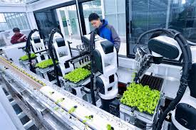 China’s smart farms bring innovation to life