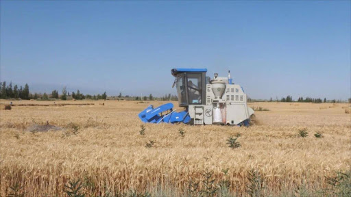 Xinjiang village turns wheat fields into profitable businesses