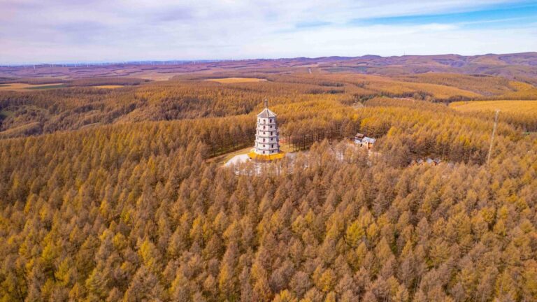 Saihanba secures “green pass” to international market