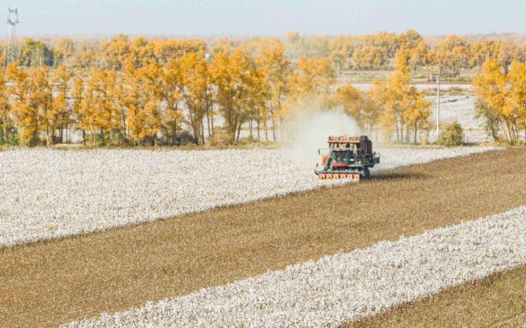 Technology drives development of Xinjiang’s cotton industry