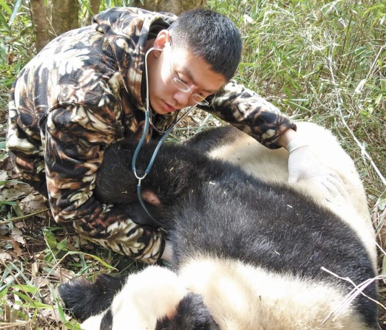 Jin Yipeng: guardian of endangered species