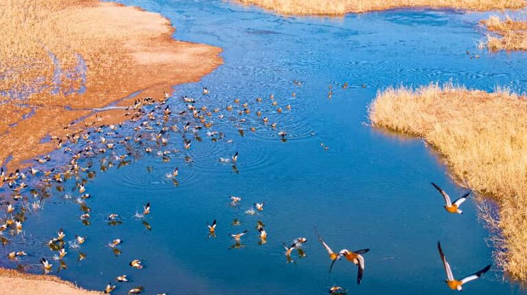 China’s green transformation: a global asset