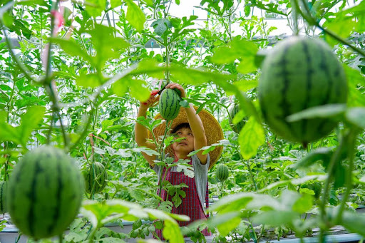 How China maintains year-round watermelon supply